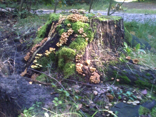 20121007-211242.jpg